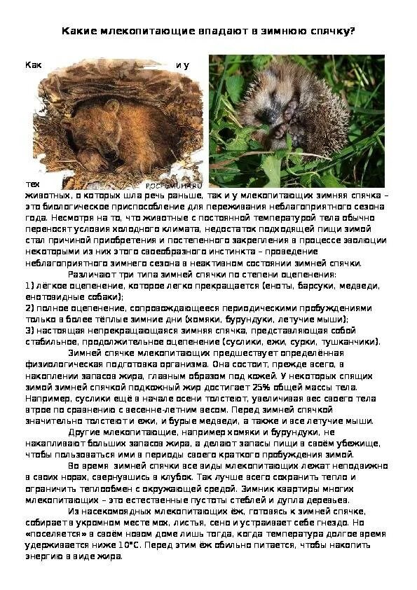 Мыши впадают в спячку зимой. Мышь впадает в спячку. животные впадающие в спячку. мышь впадает в спячку зимой. сообщение о животных которые впадают в спячку.
