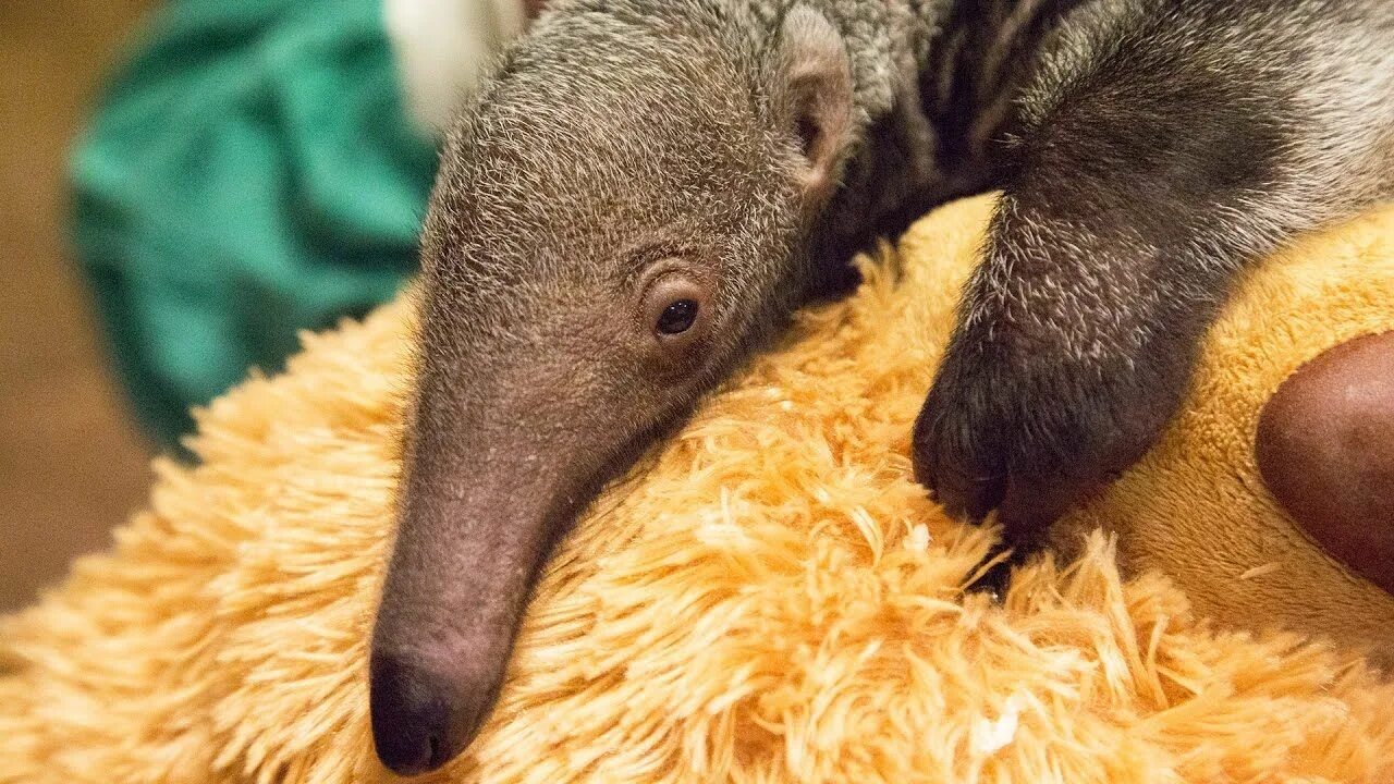 Муравьеды Насекомоядные. Anteater Baby. Древесный муравьед тамандуа. Муравьед носуха. Муравьед длинный язык