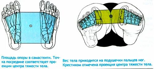 Оптимальная площадь опоры достигается путем разведения стоп. Площадь опоры человека. площадь опоры в анатомии. проекция оцт на площадь опоры. общая площадь опоры это.