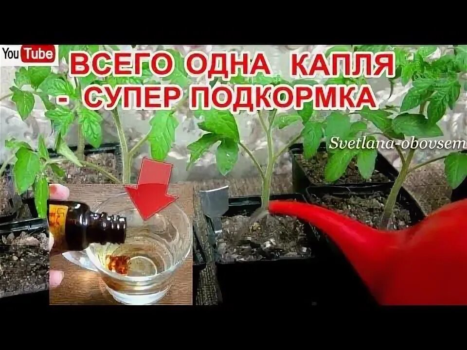 Капля йода на литр воды. Сколько капель йода на 3 литра воды для рассады помидор. Обработка помидор от фитофторы молоком и йодом. Чем полить помидоры чтобы была хорошая рассада сколько капель йода. 30 Капель йода на 10 литров воды полить огурцы можно.