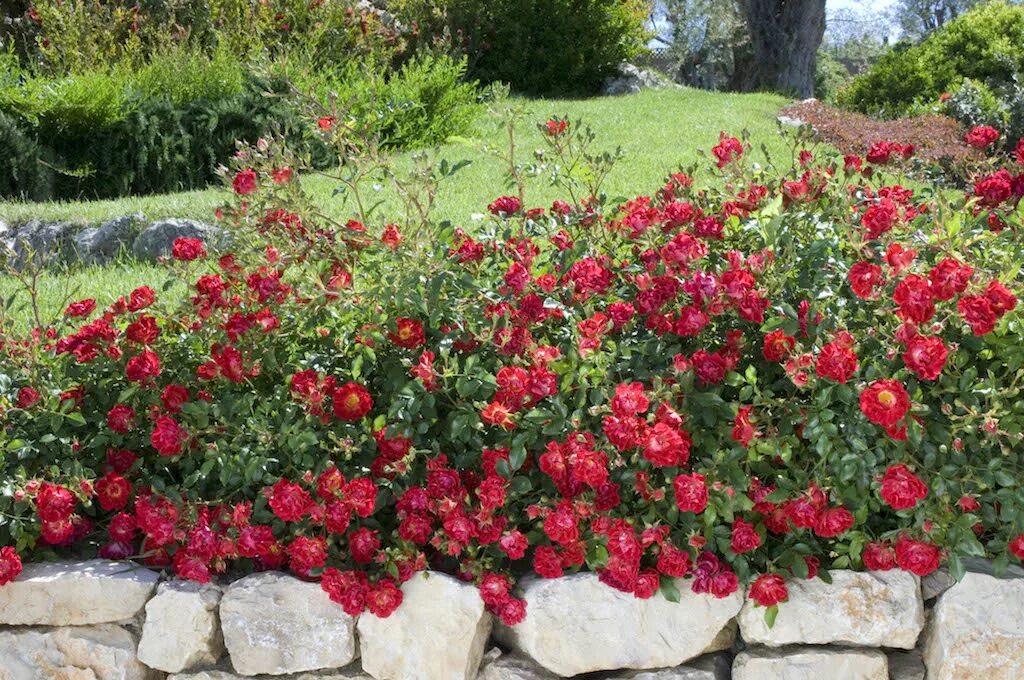 Тимьян ползучий (thymus serpyllum 'magic carpet'). Тимьян крипинг ред. Почвопокровные ред. Почвопокровные ред. Бордюрные розы (флорибунда).