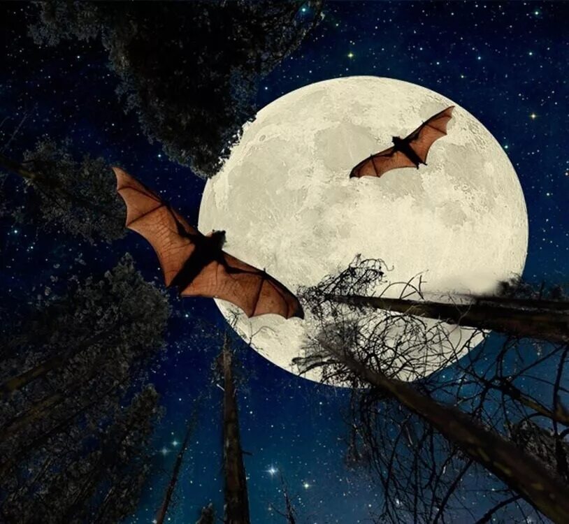 Луна живое существо. Животные ночью. Луна человек и животные. Влияние Луны на людей и животных. Влияние Луны на животных.