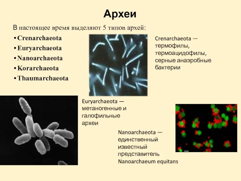 Значение прокариот