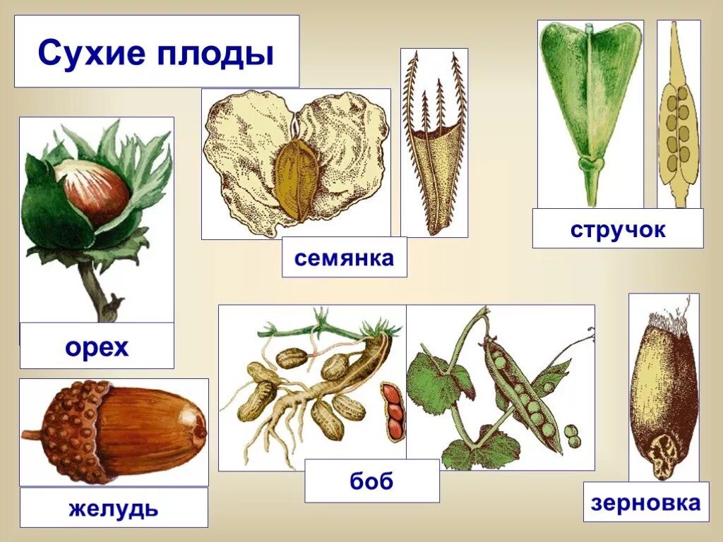 Назовите типы плодов. Сухие односемянные плоды семянка. Типы сухих плодов биология 6 класс. Сухие плоды биология 6 класс. Коробочка стручок Зерновка семянка.