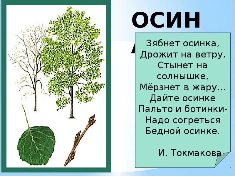 Осина 3 разбор. Загадка про осину. Осина презентация. Презентация на тему дерево осина. Рассказ про осину.