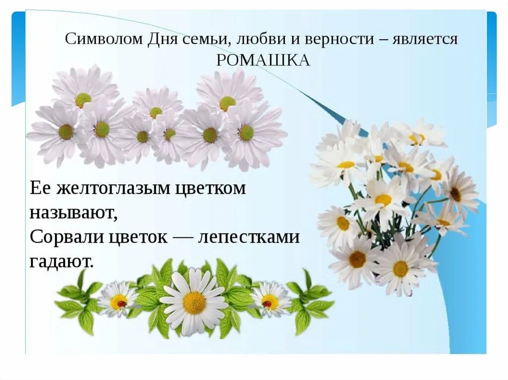 Символ любви и верности в россии. Ромашка символ праздника 8 июля. Ромашка символ семьи любви и верности. Ромашка символ семьи. Символ праздника день семьи.