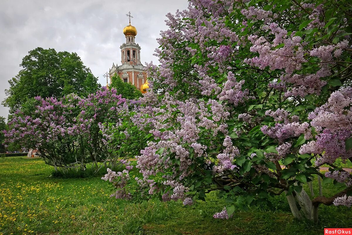 Сирень возле дома. Бронница Церковь сирень. Донской монастырь сирень. Парк Коломенское сирень. Храмы сирень в Москве.