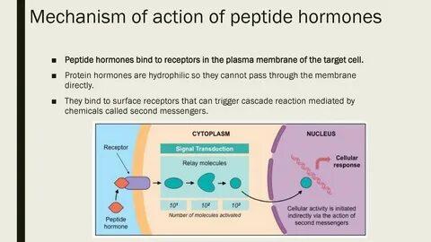 Mechanism of action