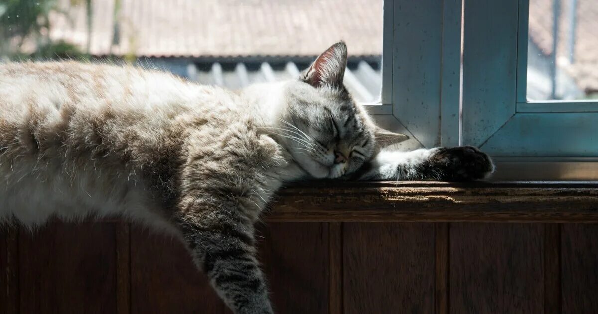 Кошки как справиться. Кошки и неведомое. Коту жарко. Навыки кошек. Коты потеют.