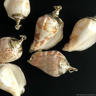 Ракушка 7