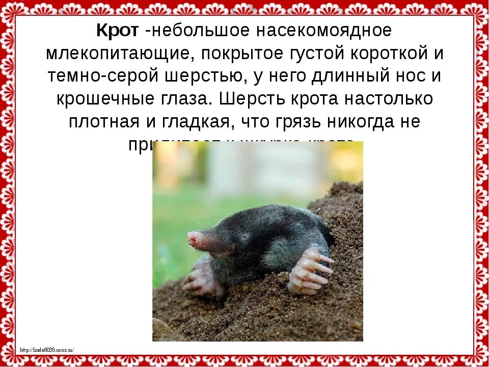 Крот роли