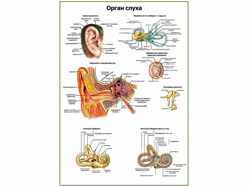 Орган слуха. Плакат строение органов слуха. Орган слуха анатомия. Оториноларингология плакат. Тест орган слуха 8 класс