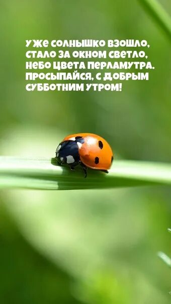 Pin by irena p on Доброе утро Ladybug, Animals beautiful, Beautiful bugs