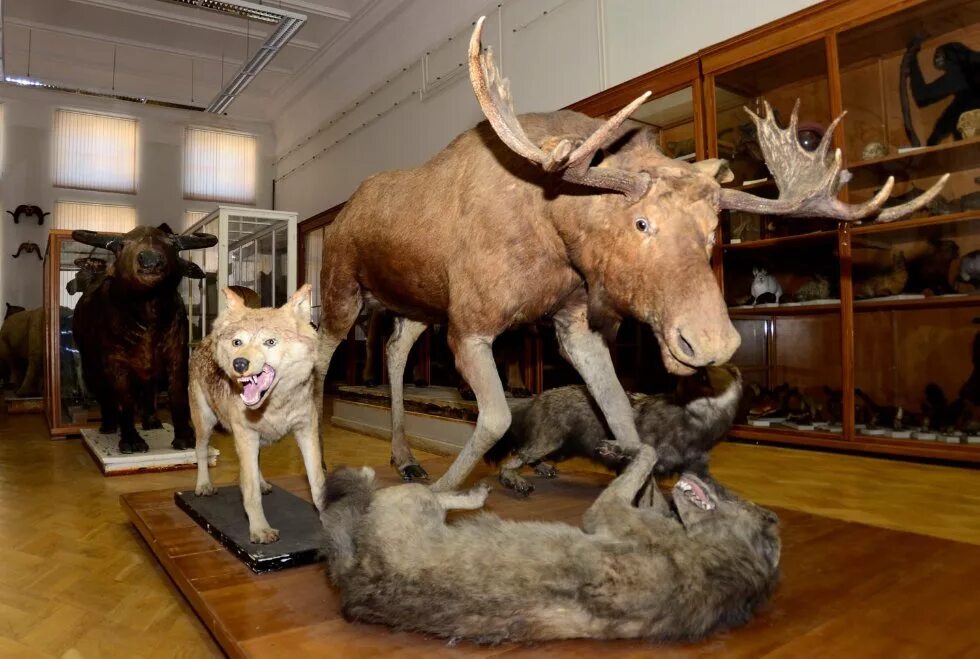 South African Museum