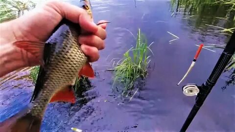 Видео ловить рыбки