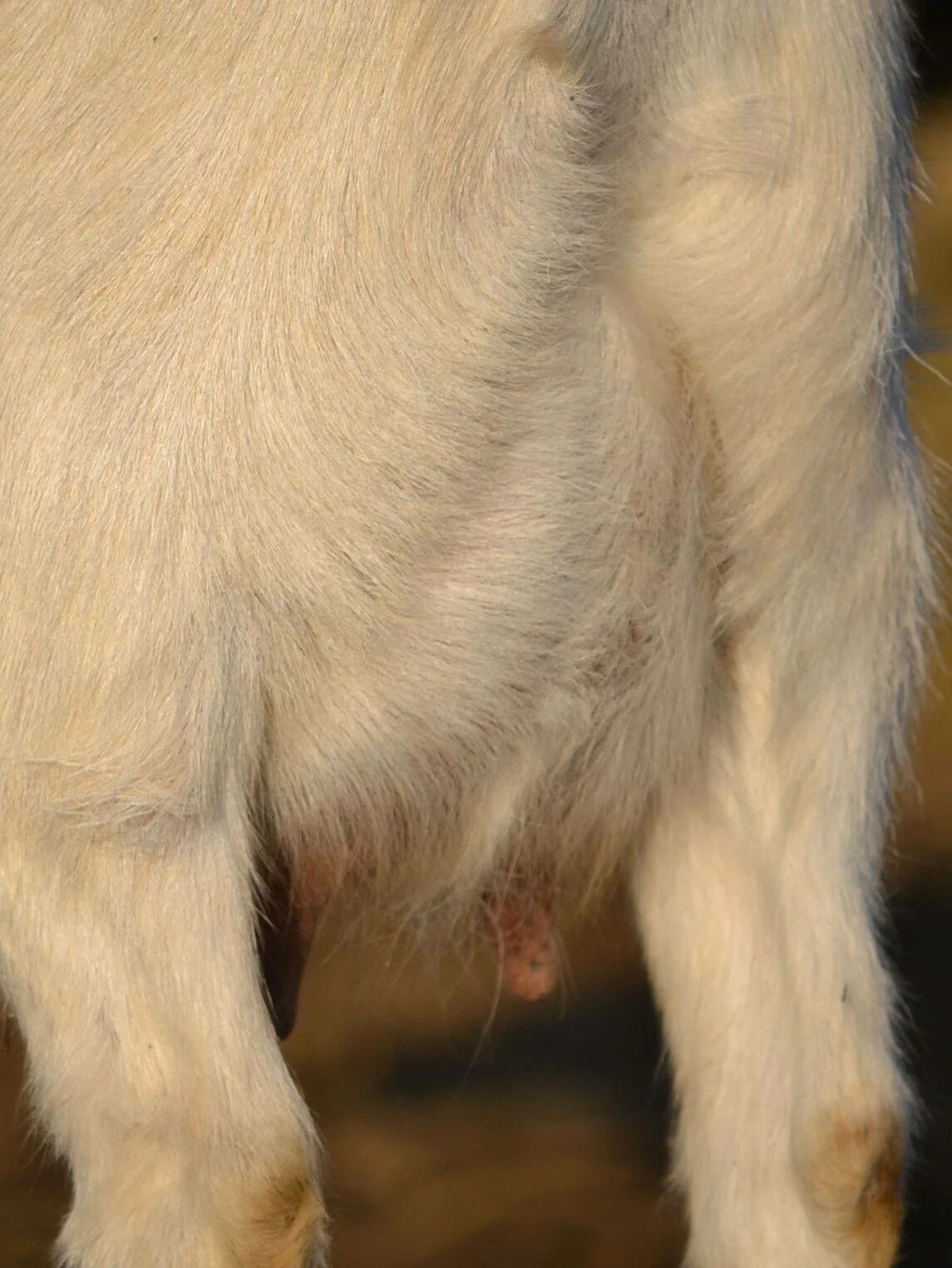 Лекарство от глистов для коз. Лекарство от глистов для коз. Лекарство от глистов для баранов. Цикл развития диктиокаулеза жвачных. Глисты коза.