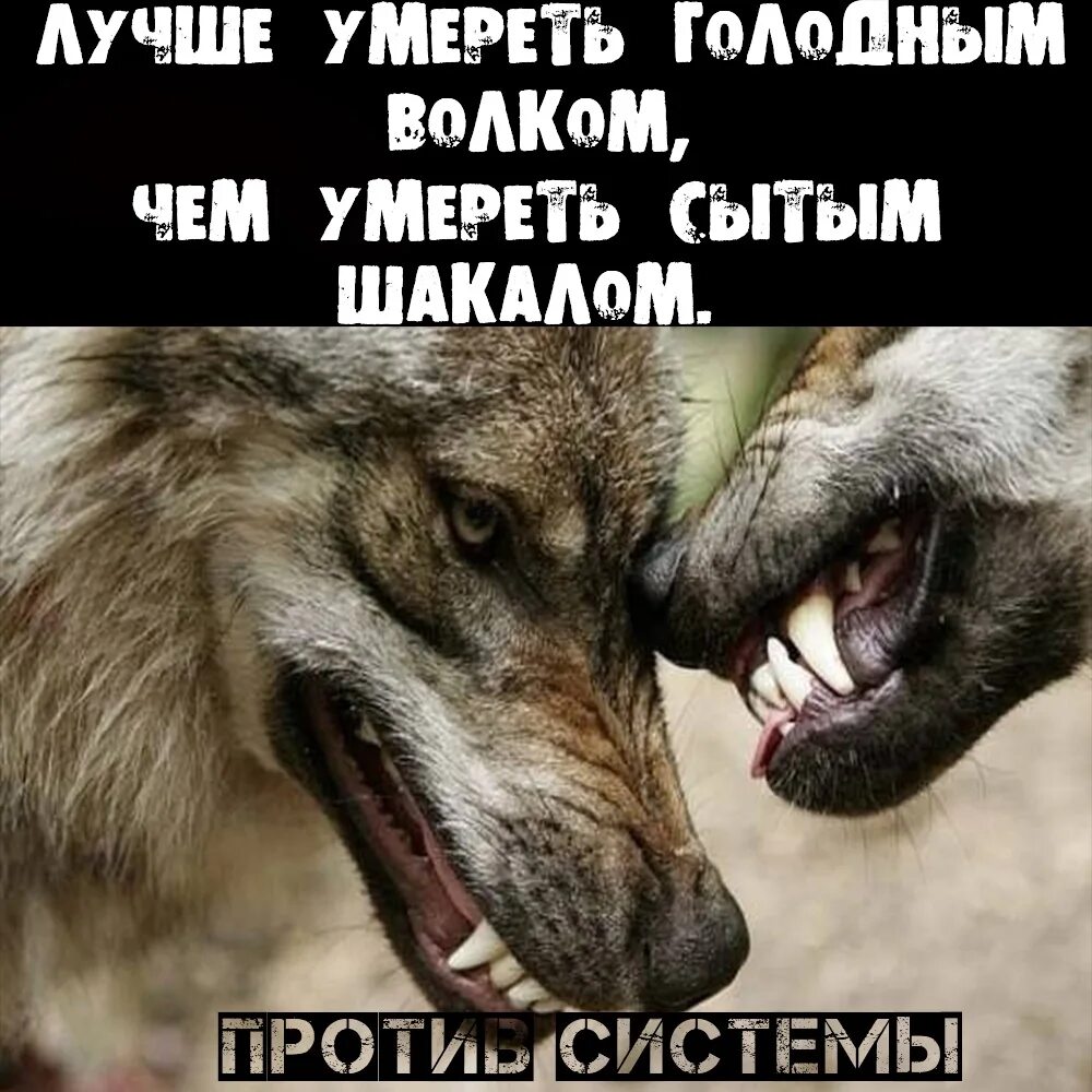 Я умру свободным песня. Лучше быть волком среди шакалов. Волки и шакалы цитаты. Цитаты про Волков и шакалов.