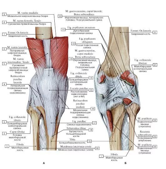Коленный сустав таблица. Коленный сустав вид спереди анатомия. Строение колена связки и мышцы спереди.
