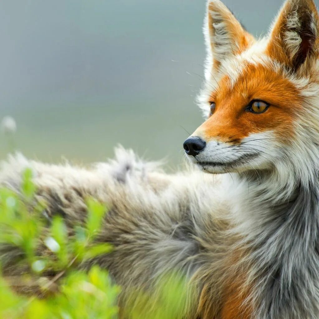 Foxes amazing. Лисица крестовка бургунди. Кросс Фокс Лис. Красивая лиса. Необычная лиса.