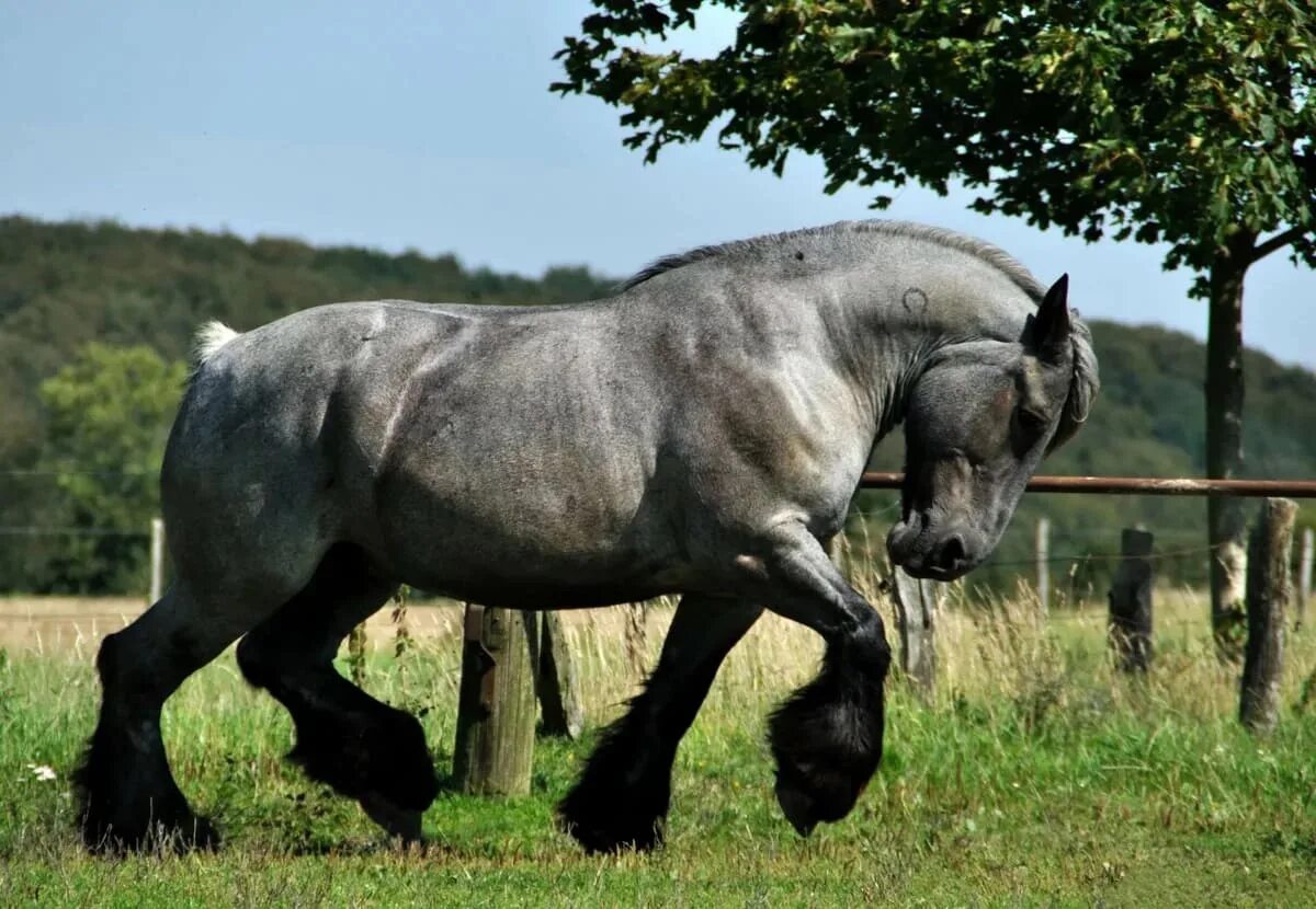 Heavy horses