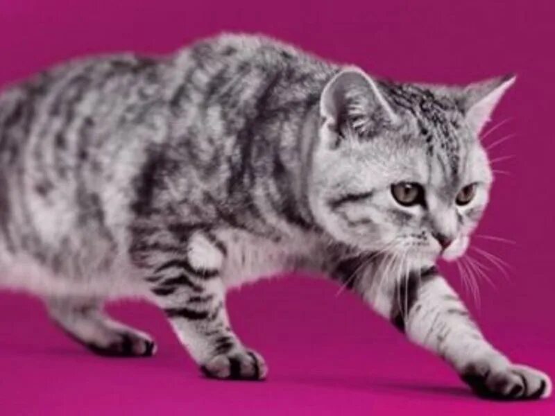 котенок из рекламы вискас для котят. кошачья порода вискас. кошка вискас. котята породы вискас. порода кота в рекламе вискас.