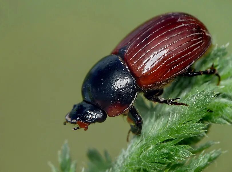 жук черный хрущак. свекловичная щитоноска (щитовка). красный жук листоед тополевый. земляничный долгоносик жук. 9 жучки.