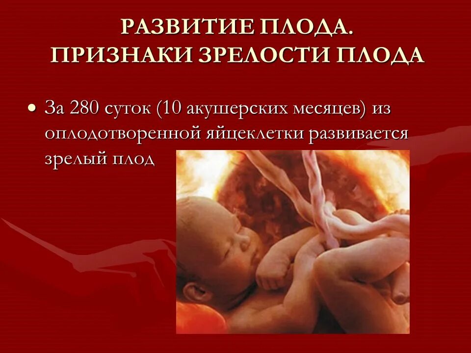 Плод быстро развивается. Развитие плода. формирование плода. физиологическая беременность. физиологическая беременность презентация.