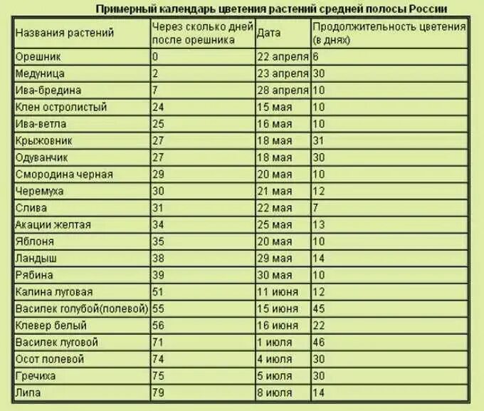 Календарь цветения медоносных растений в средней полосе России. Таблица медоносов средней полосы России. Период цветения медоносов. Медоносы для пчел таблица. Через сколько лет 1 мая