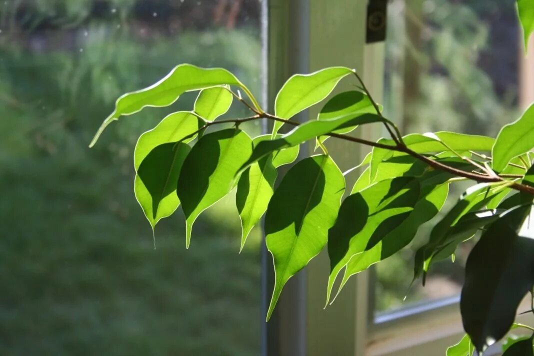 Фикус Бенджамина листья. Фикус Бенджамина (Ficus benjamina). Фикус Бенджамина Плант микс. Соцветие фикуса Бенджамина. Пересадка фикус бенджамина уход в домашних условиях