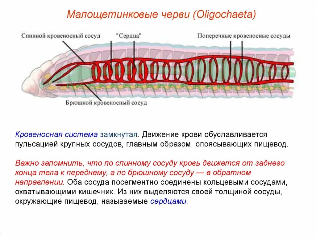 Малощетинковые черви кровеносная система. Движение крови у кольчатых червей. Тип кольчатые черви кровеносная система. Тип кольчатые черви Annelida.