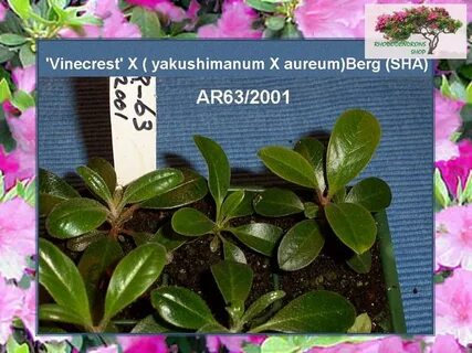 Рододендрон из семян