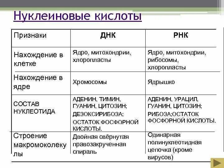 Структура нуклеиновых кислот днк. Строение и функции ДНК И РНК таблица. Строение ДНК И РНК таблица. Строение нуклеотида ДНК И РНК таблица.