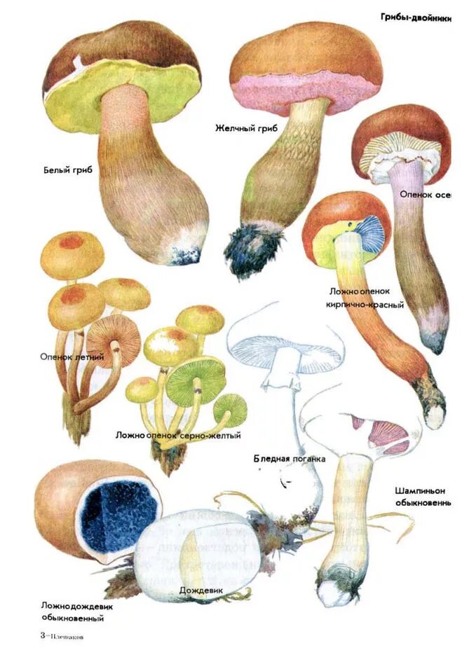 окружающий мир зеленые страницы его величество боровик. книга зелёные страницы рассказ коварные двойники грибы-двойники. книга зеленые страницы рассказ опасные двойники. несъедобные грибы двойники. зелёные страницы 2 класс коварные двойники бледная поганка.