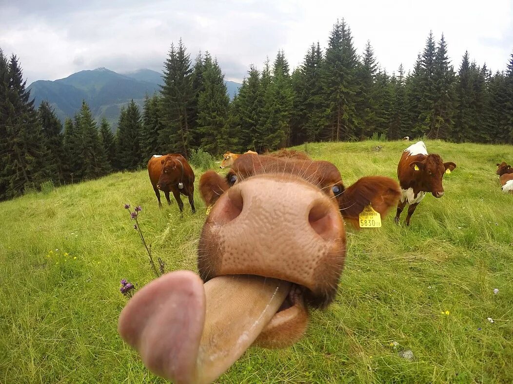 Кот лайк мем. Интересные короткие видеоролики. Прикольные видюхи. Видюшки. Можно видюшки.