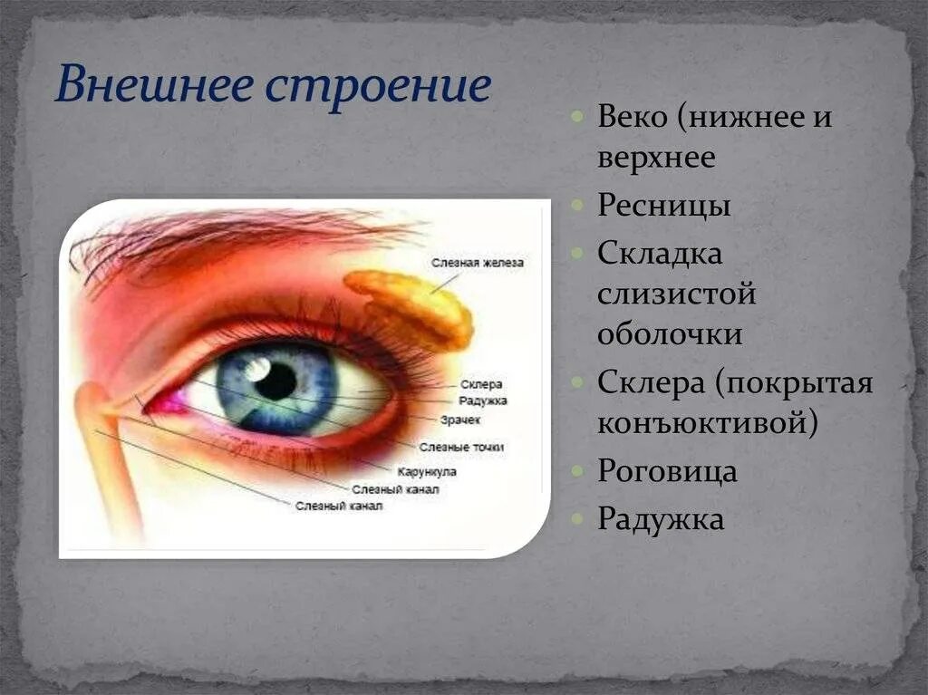 Край верхнего века. Строение глаза нижнее веко. Строение века глаза человека. Строение глаза с веком. Строение Нижнего века глаза.