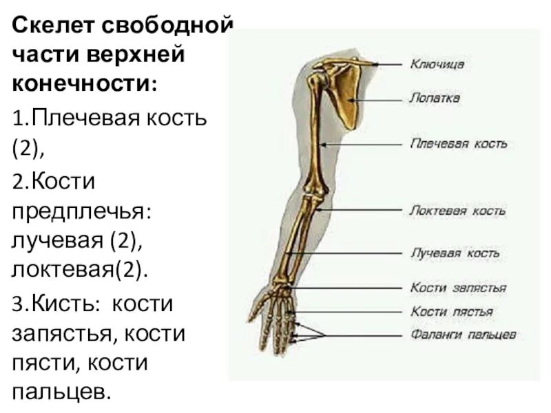 Части руки человека. Плечо предплечье кисть анатомия латынь. Скелет верхней конечности лучевая кость. Скелет предплечья верхней конечности. Скелет свободной верхней конечности плечевая кость.