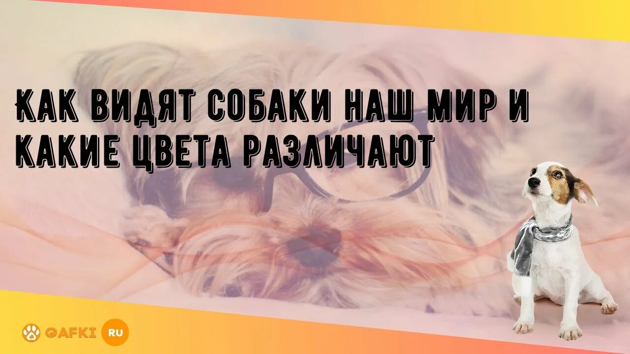 В каком цвете видят мир собаки. Как видят собаки наш мир. какие буквы воспринимают собаки.