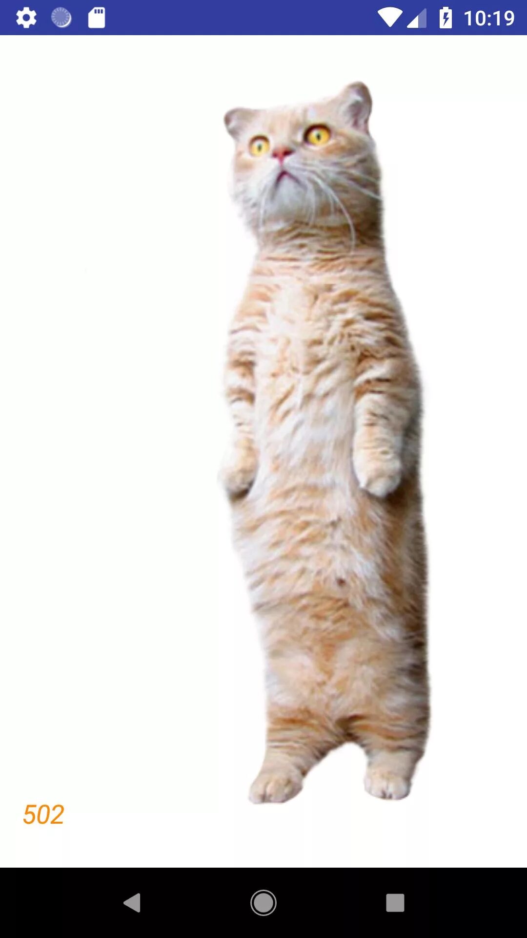 Кот стоит на белом фоне. Котик стоит на задних лапах. котики без заднего фона. смешные коты на прозрачном фоне.