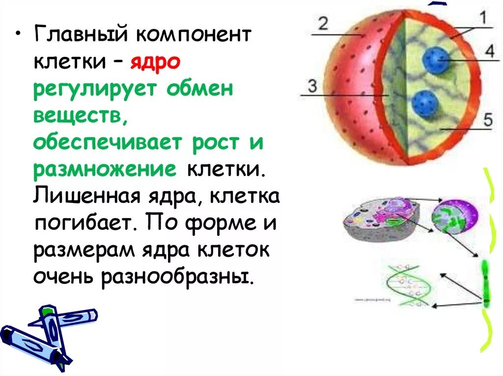 Основные элементы ядра клетки. Строение ядра клетки. Компоненты клеточного ядра. Ядро – основной компонент клетки..