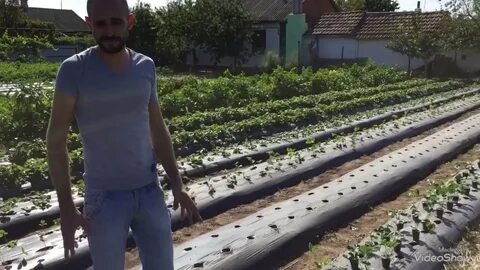 Посадка клубники краснодарский край