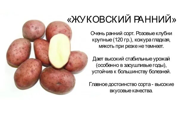 Семеннной Картофель Жуковский ранний купить в Москве и РФ. Описание сорта. Пункт