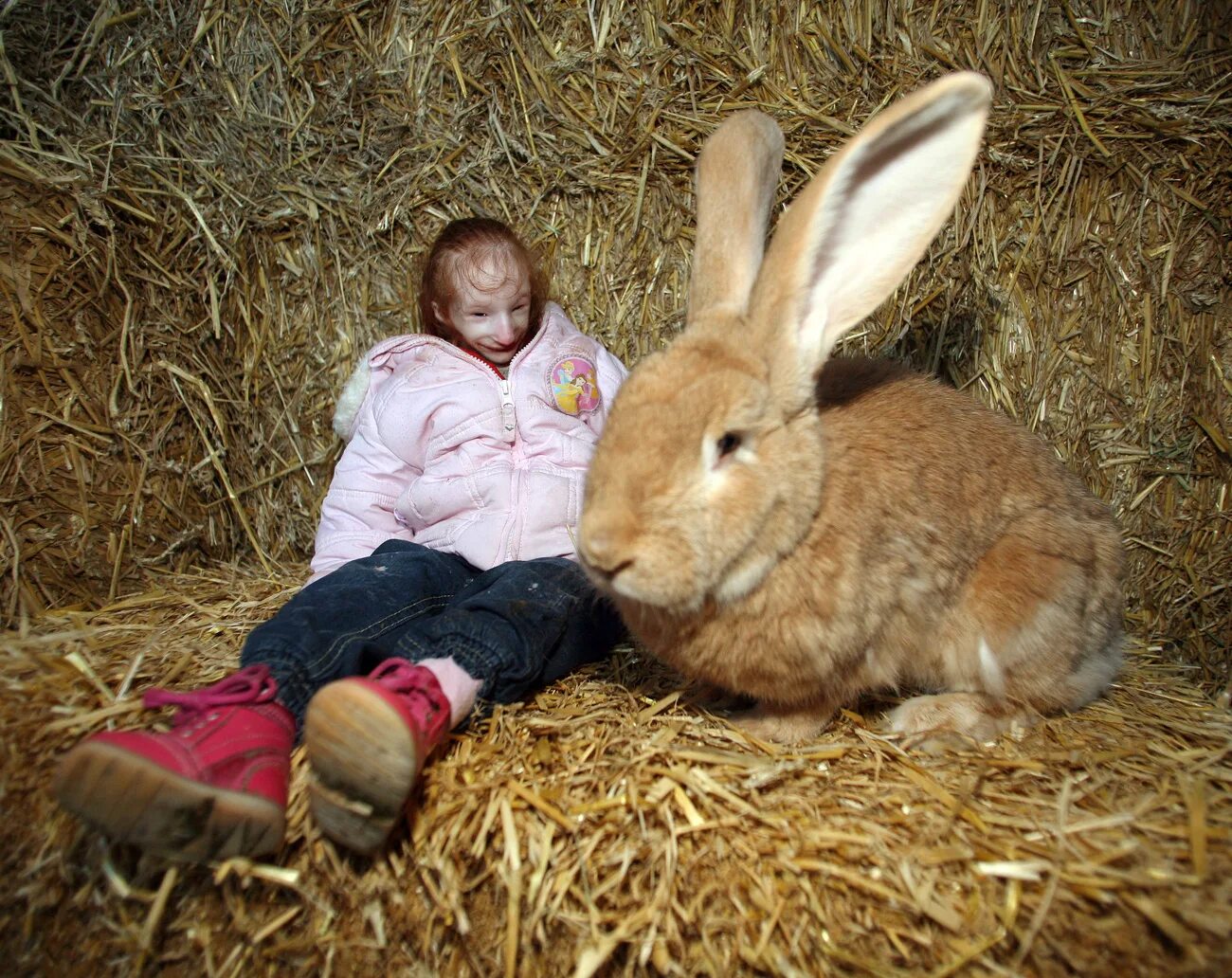европейский кролик. помощь зайца. зайчик задания для малышей. игра найди зайку. люди добрые.