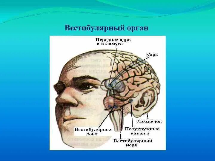 Вестибулярный аппарат мозг. Вестибулярный аппарат в голове. Расположение вестибулярного аппарата в голове. Слуховой анализатор головной мозг. Вестибулярный аппарат отдел мозга.