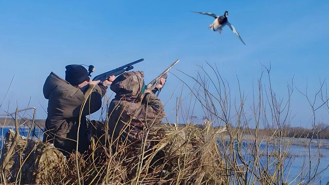 Открытие весенней охоты 2023. Открытие весенней охоты в московской области в 2024 году. Весенняя охота на гуся 2024. Весенняя охота. Открытие весенней охоты 2023.