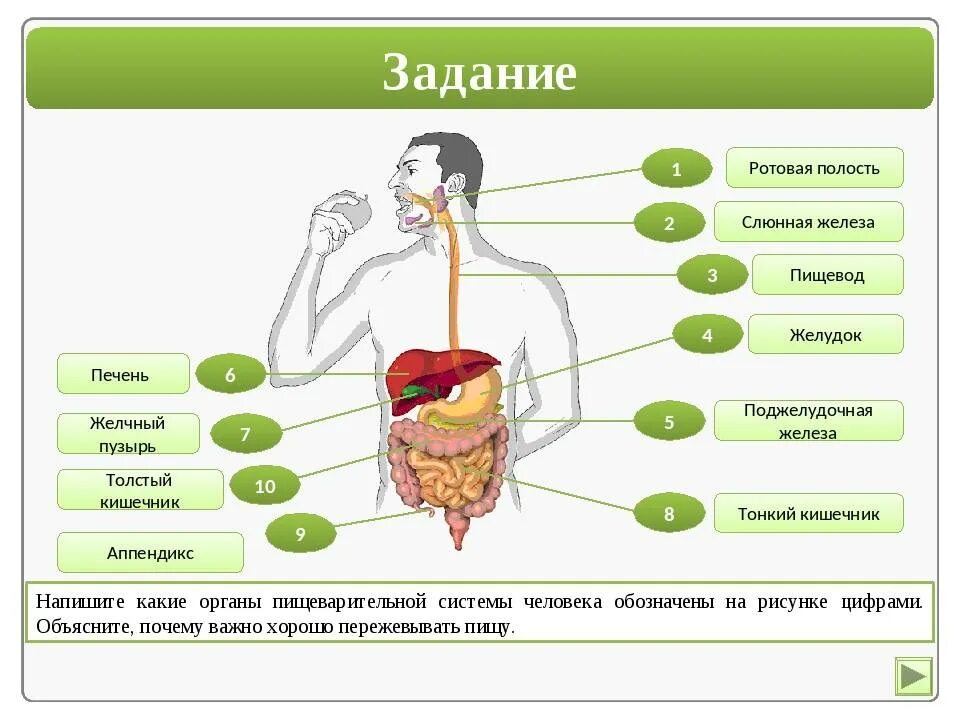 Схема пищеварительной системы человека по порядку. Пищеварительная система человека переваривание. Пищеварительная система и этапы пищеварения схема. Последовательность органов системы пищеварения человека. Описание процессов пищеварения