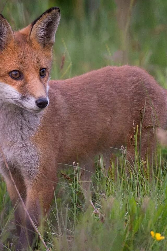 Fox look