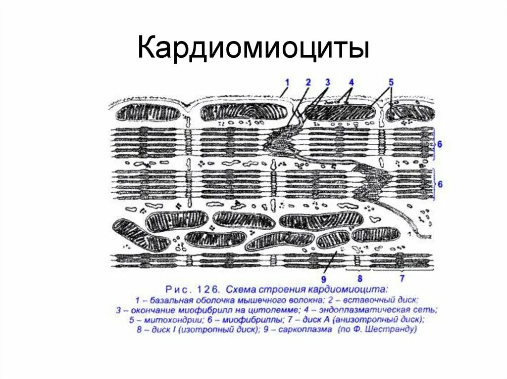 Схема строения c. Схема строения кардиомиоцита гистология. кардиомиоциты строение гистология. строение секреторного кардиомиоцита. схема строения секреторного кардиомиоцита.