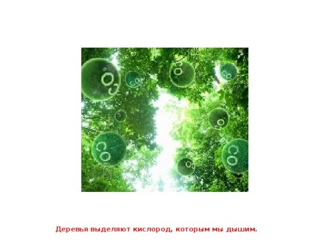 Сообщение растения которые выделяют много кислорода. Деревья выделяют кислород. как деревья выделяют кислород. деревья которые не выделяют кислород. кислород картинка для детей.