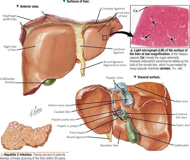 Печень строение строение анатомия. Строение печени анатомия. Печень. Строение. Анатомия печени. Висцеральная поверхность печени анатомия.