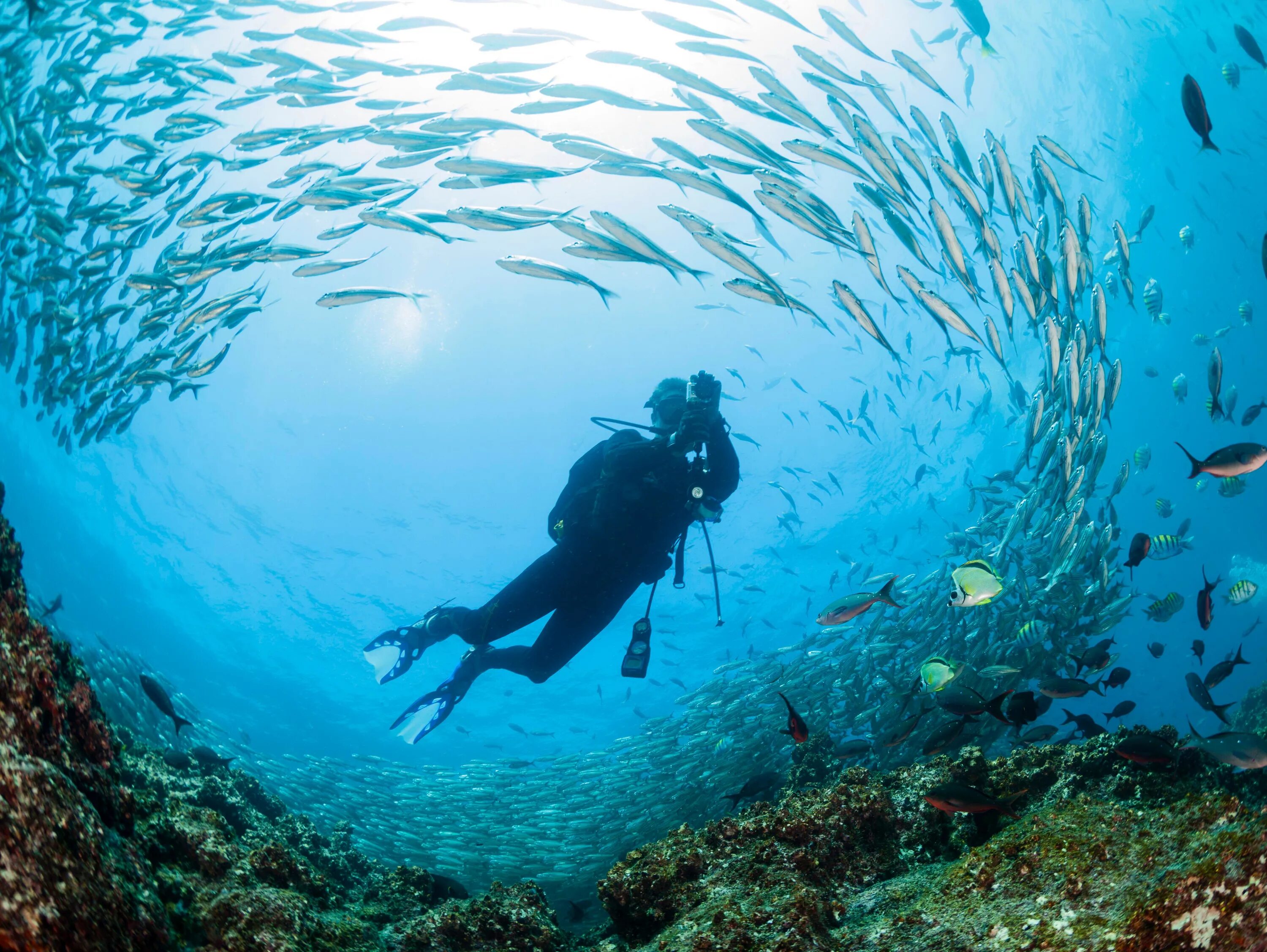 Погрузиться на дно океана. Галапагосские острова дайвинг. Скуба дайвинг. Подводный мир. Океан под водой.